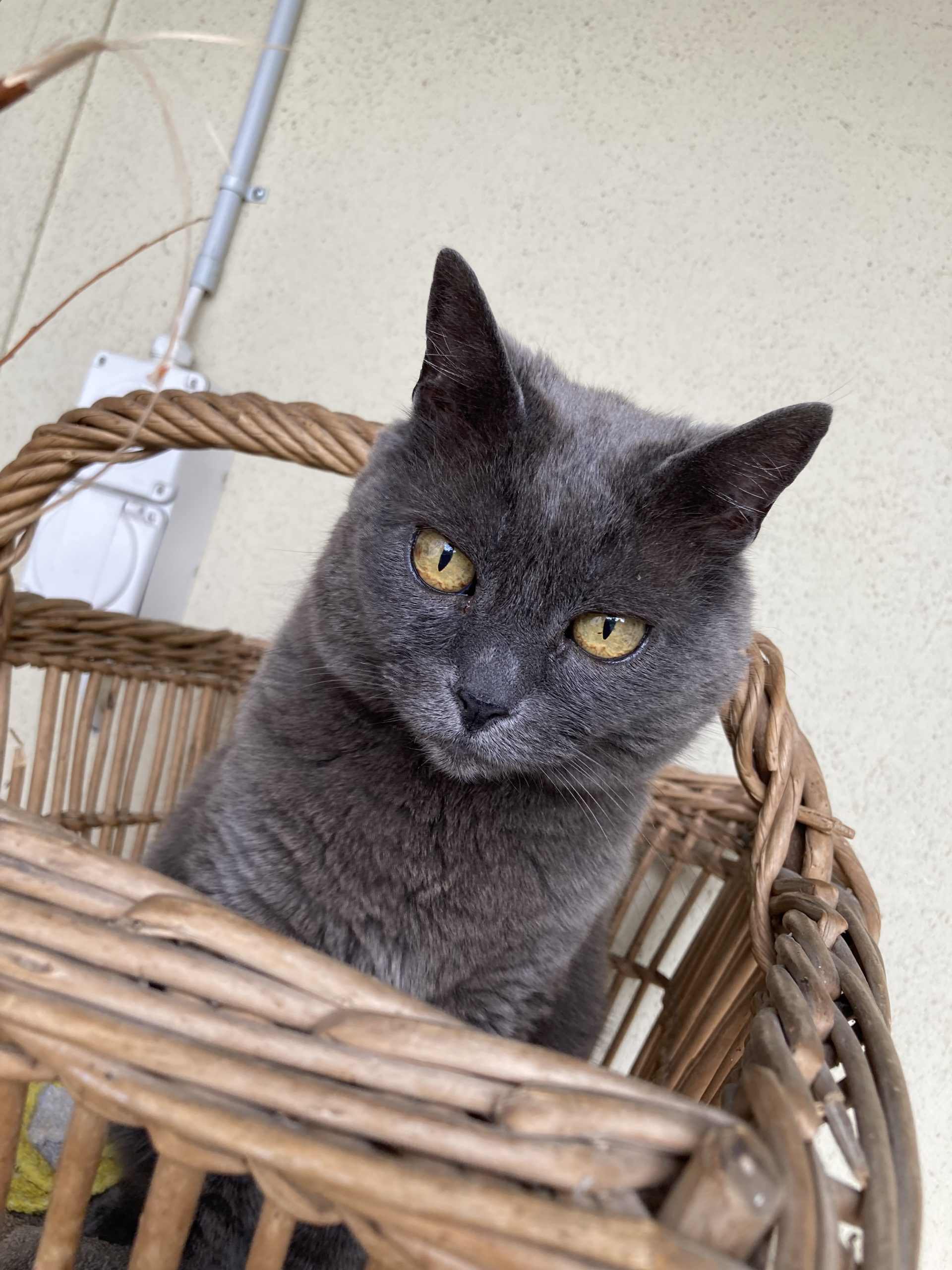 Corbeilles & Merveilles